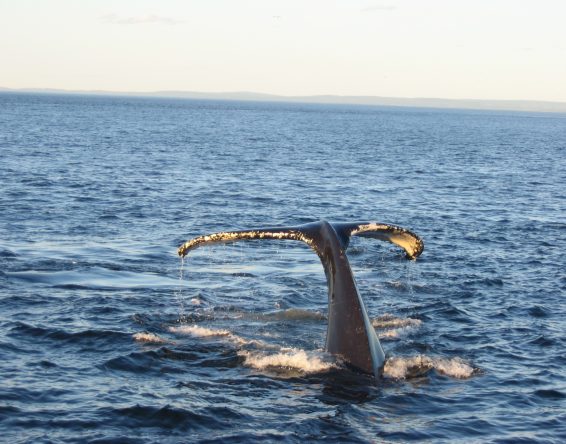baleine_fabrice